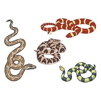 Assorted Snakes Design Water Transfer Temporary Tattoo(fake Tattoo) Stickers NO.13502