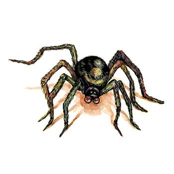 Brown Spider Design Water Transfer Temporary Tattoo(fake Tattoo) Stickers NO.13231