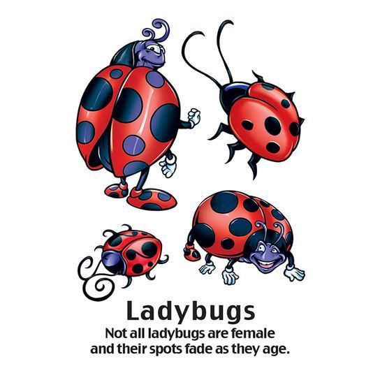 Cartoon Ladybug Design Water Transfer Temporary Tattoo(fake Tattoo) Stickers NO.13747