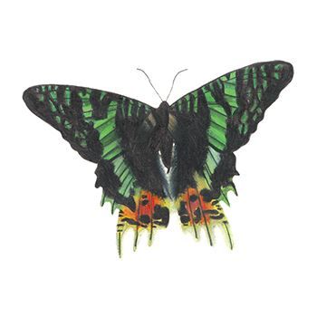 Emerald Shadow Butterfly Design Water Transfer Temporary Tattoo(fake Tattoo) Stickers NO.13830
