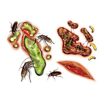 Gory Bugs & Wounds Design Water Transfer Temporary Tattoo(fake Tattoo) Stickers NO.13203