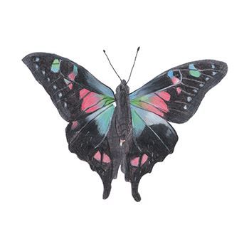 Nightshade Butterfly Design Water Transfer Temporary Tattoo(fake Tattoo) Stickers NO.13761