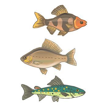 Set of 3 Fishs Design Water Transfer Temporary Tattoo(fake Tattoo) Stickers NO.13615