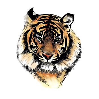 Tiger Face Design Water Transfer Temporary Tattoo(fake Tattoo) Stickers NO.13147