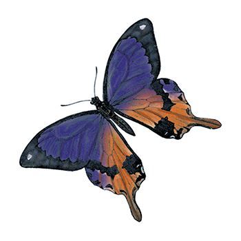 Purple Butterfly Design Water Transfer Temporary Tattoo(fake Tattoo) Stickers NO.13581