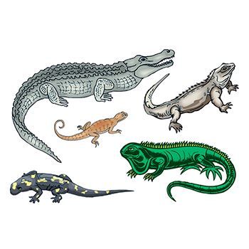Reptiles Set ofs Design Water Transfer Temporary Tattoo(fake Tattoo) Stickers NO.13589