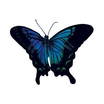 Sketched Blue Butterfly Design Water Transfer Temporary Tattoo(fake Tattoo) Stickers NO.13784